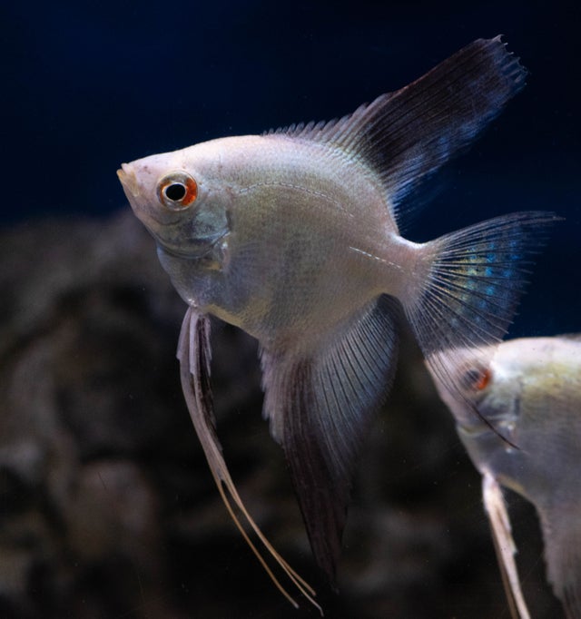 Freshwater Fish | Bob's Tropical Fish © 2021