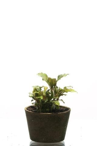 ADA Bucephalandra sp. 'Sintang' | Bob's Tropical Fish © 2021