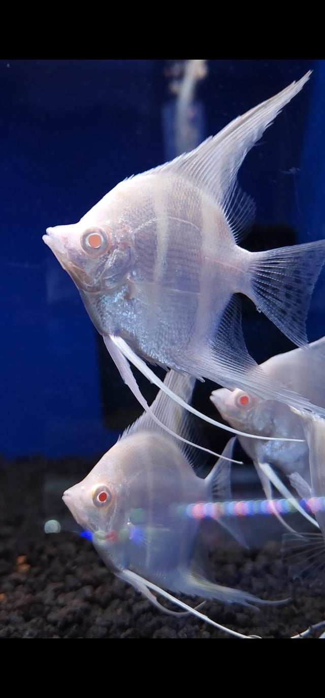 Freshwater Fish | Bob's Tropical Fish © 2021