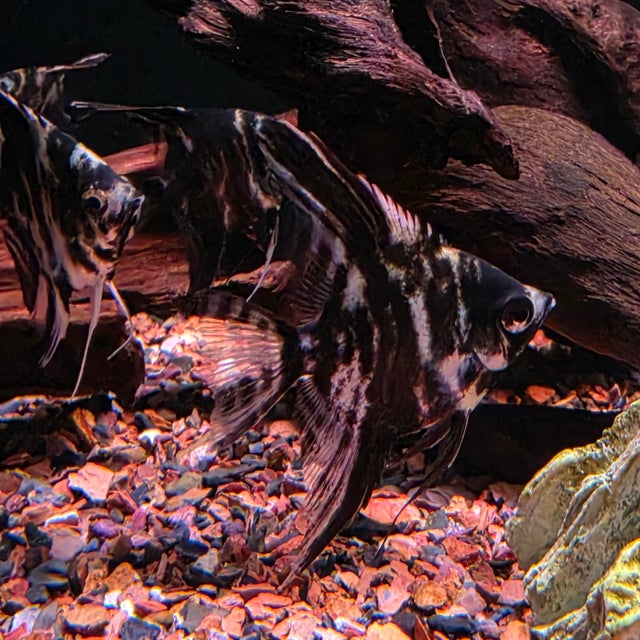 Other Livestock | Bob's Tropical Fish © 2021