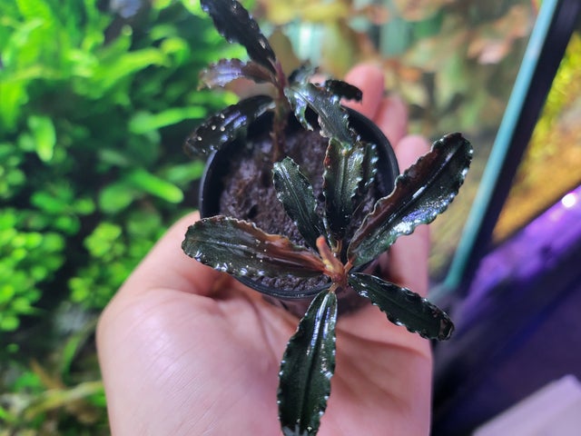 Bucephalandra | Bob's Tropical Fish © 2021