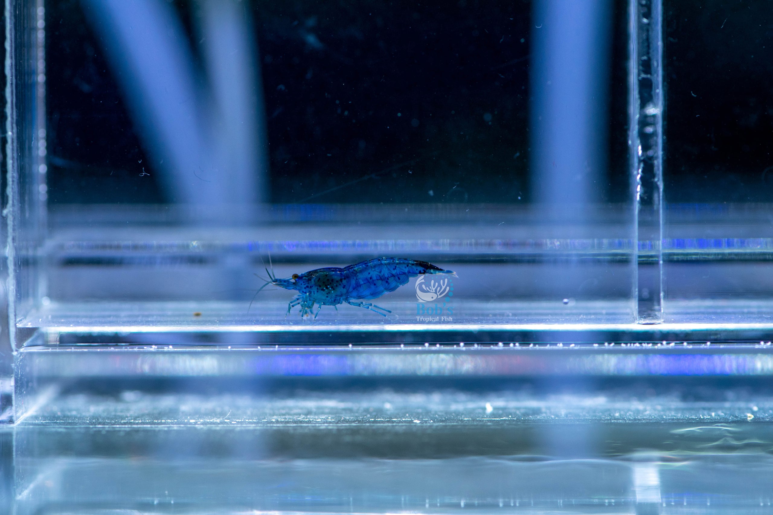 shrimp-blue-dream-bob-s-tropical-fish-2021