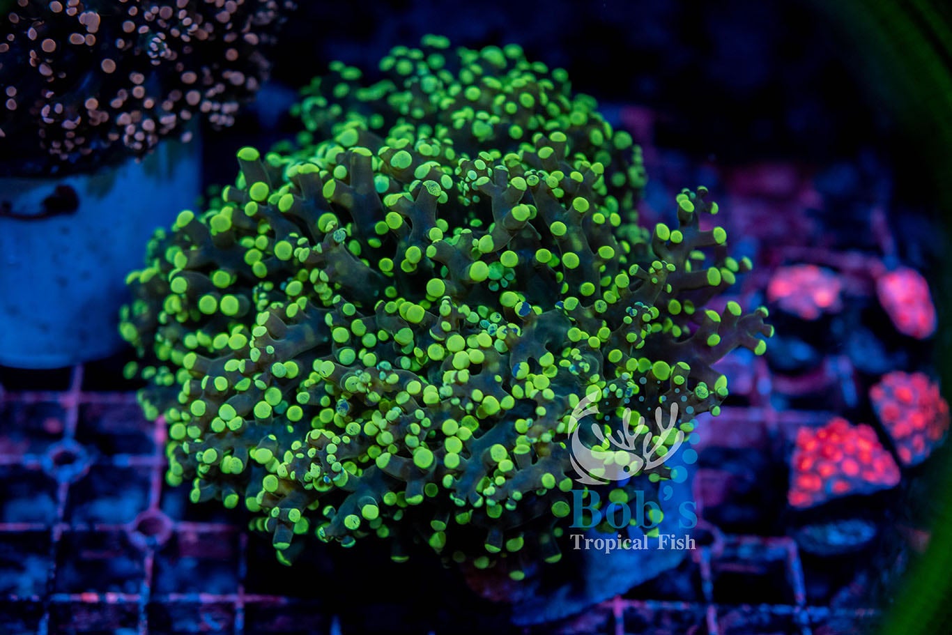 Octo Spawn Green | Bob's Tropical Fish © 2021