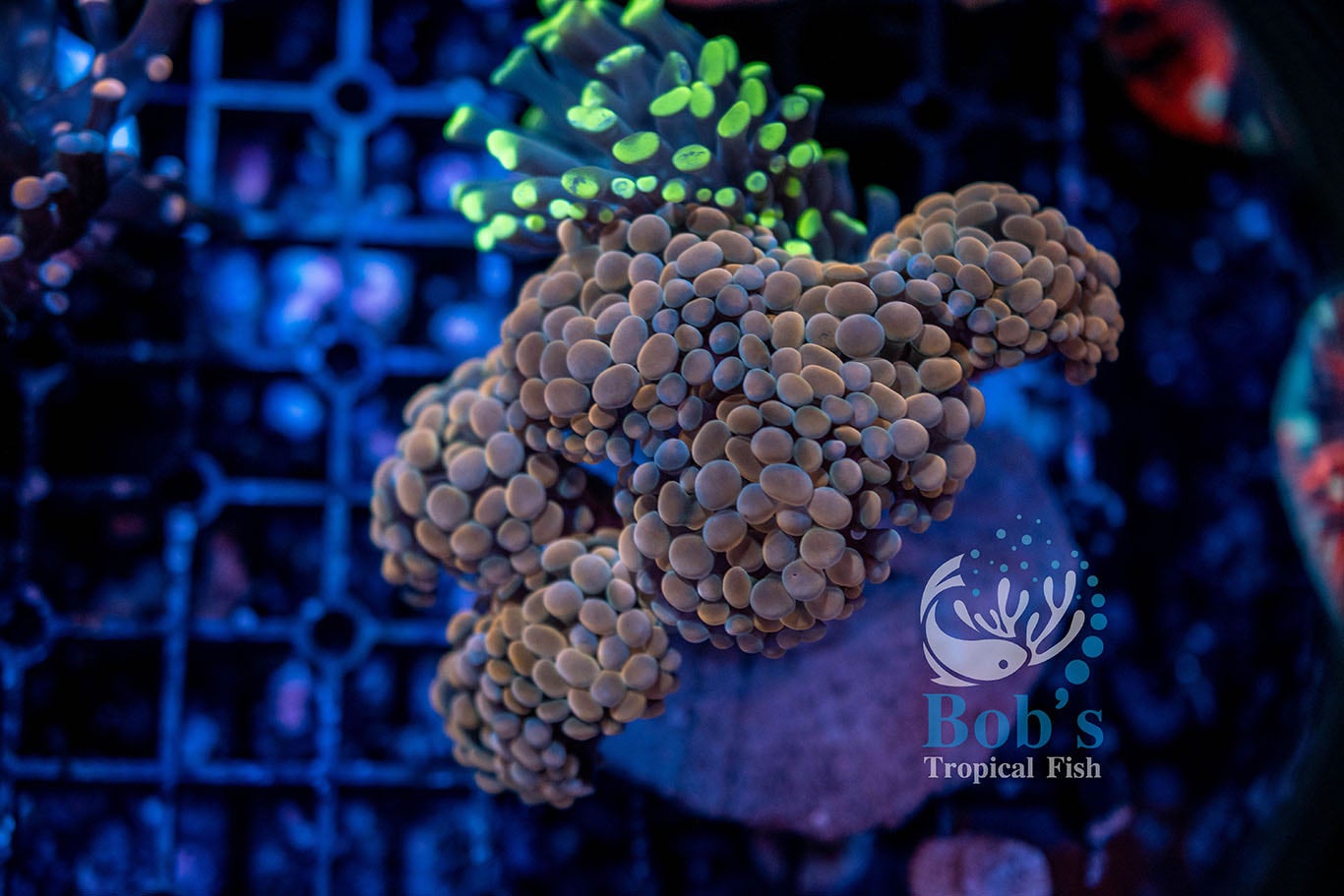 Orange Hammer Branching | Bobs Tropical Fish © 2021