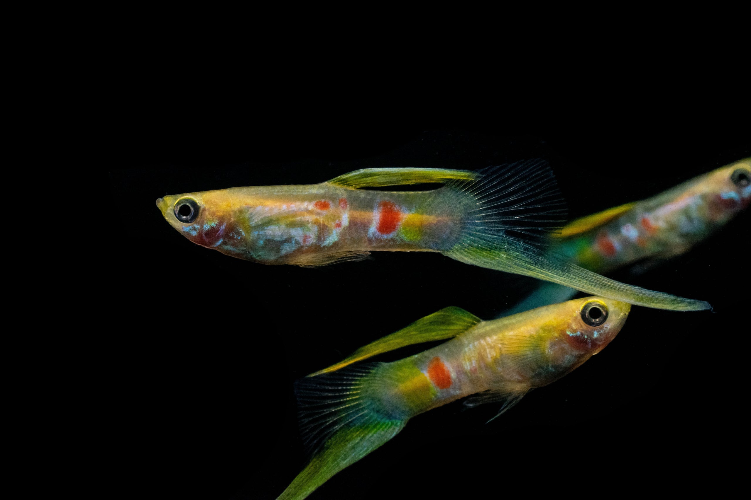 Guppy Lower Swordtail Show Quality | Bob's Tropical Fish © 2021