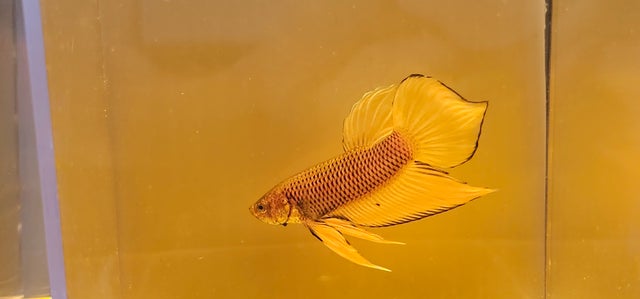 Marble B Yellow Double Tail Halfmoon Male - IMPORT LIVE BETTA FISH FROM  THAILAND