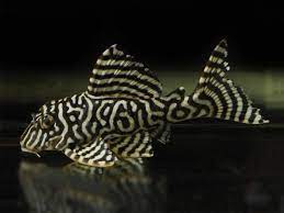 Plecostomus: King Tiger L333 Tank Raised | Bob's Tropical Fish © 2021