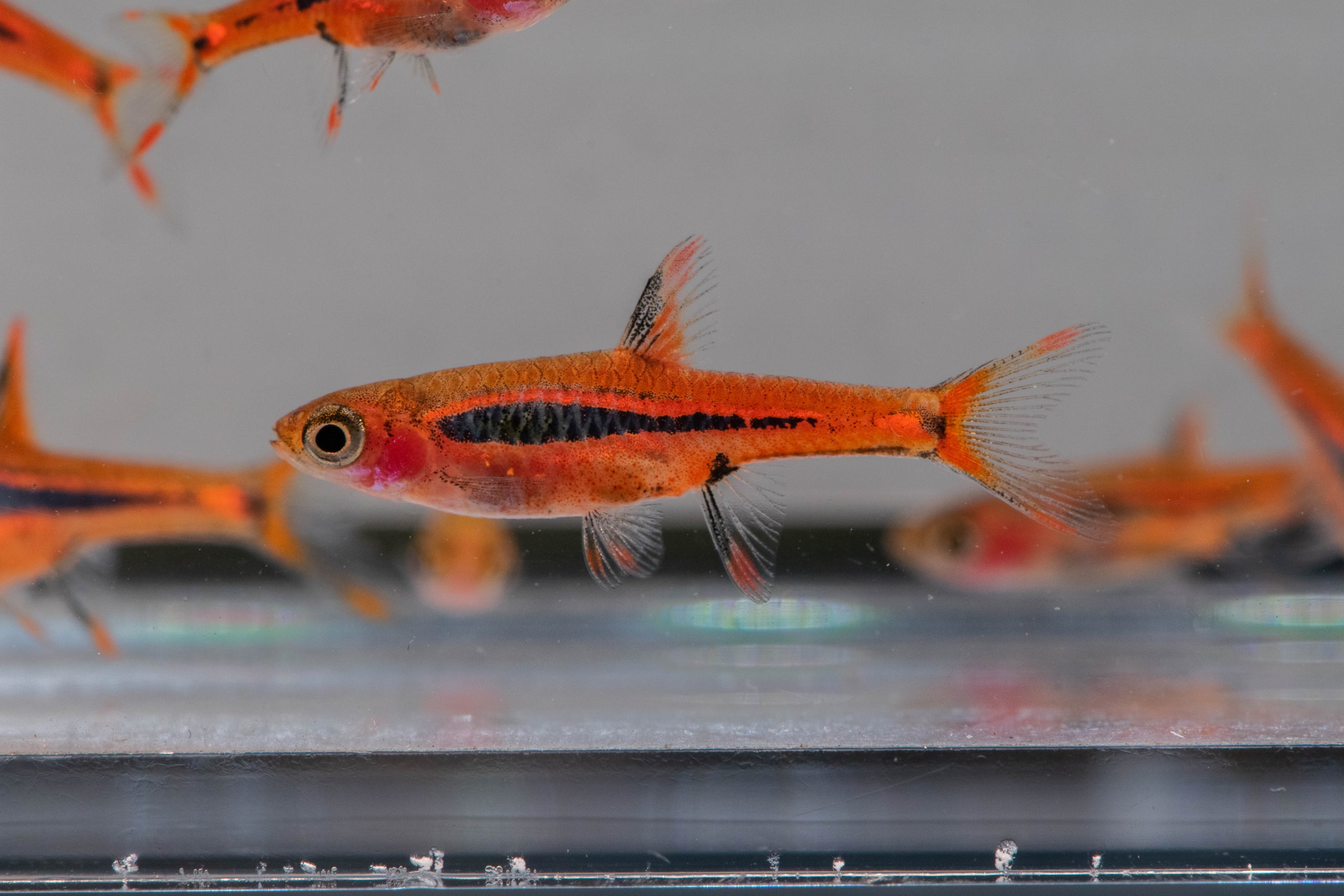 Rasbora: Brigittae / Chili | Bob's Tropical Fish © 2021