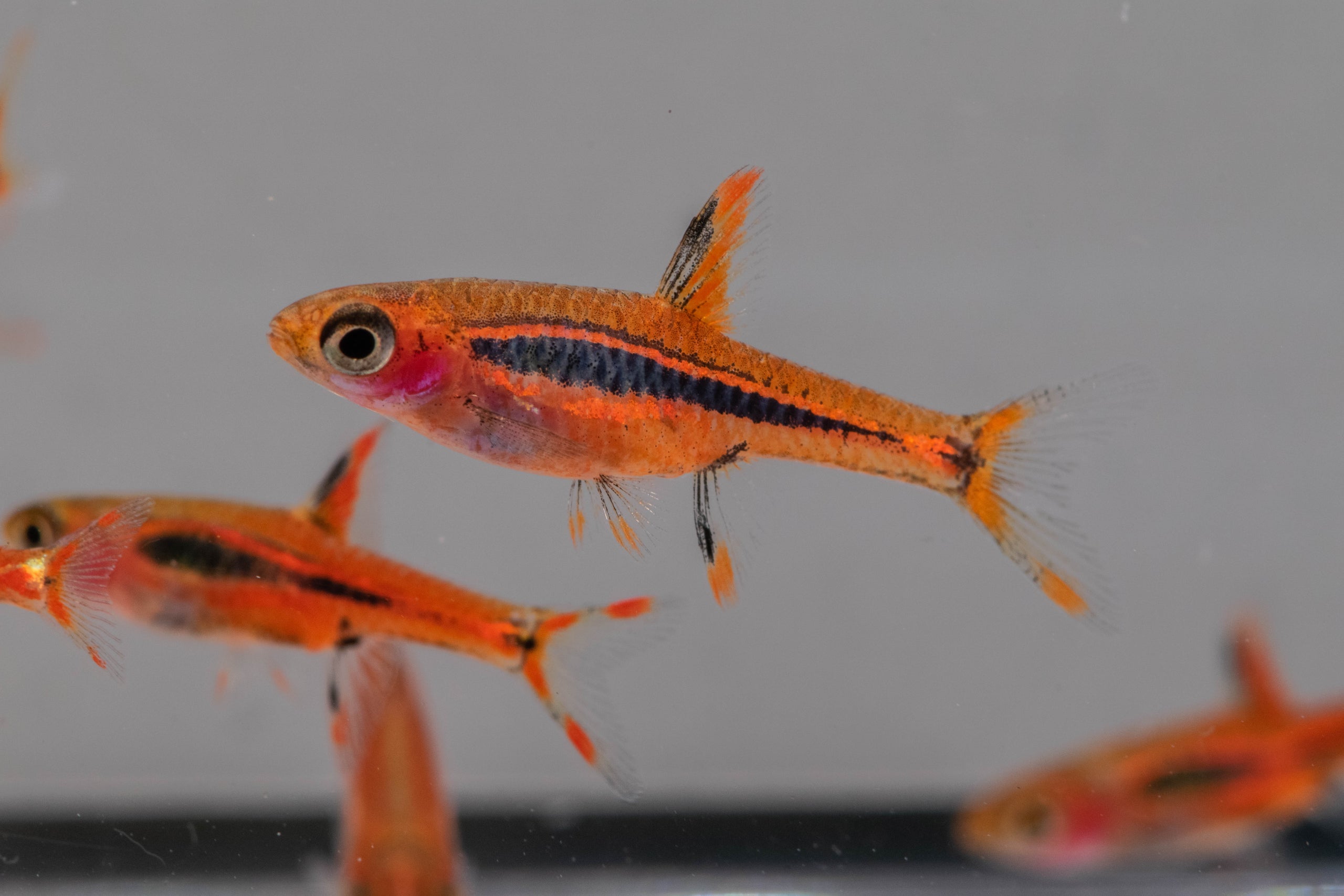 Rasbora: Brigittae / Chili | Bob's Tropical Fish © 2021